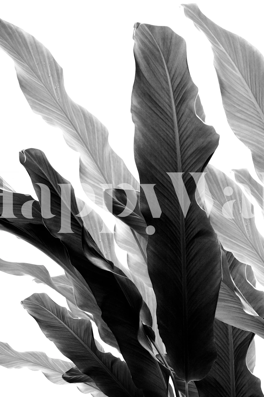 Tropical leaves in black and white wallpaper