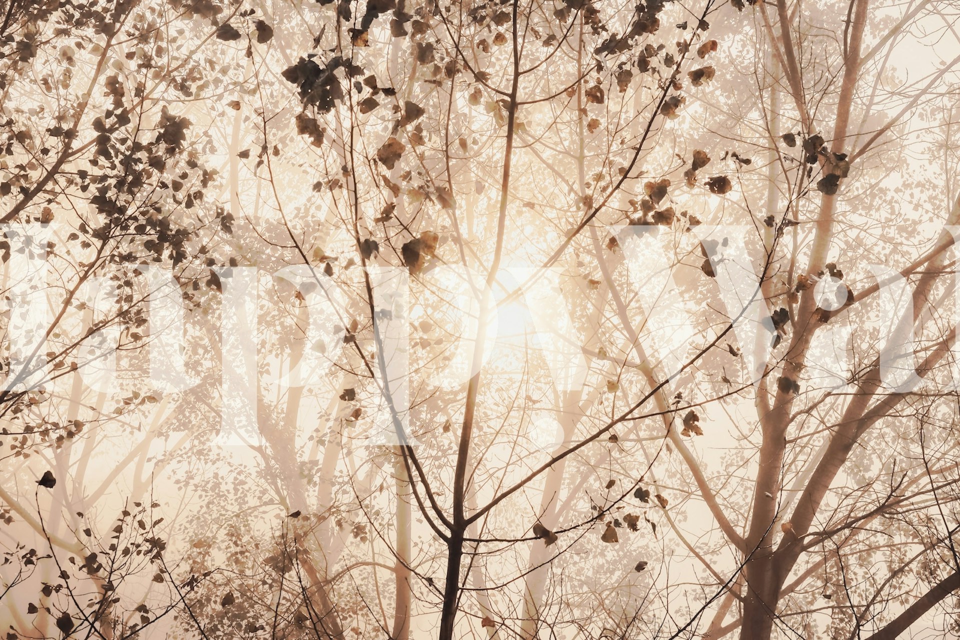 Tree Sunrise Wallpaper | Happywall