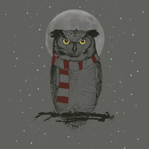 Winter owl