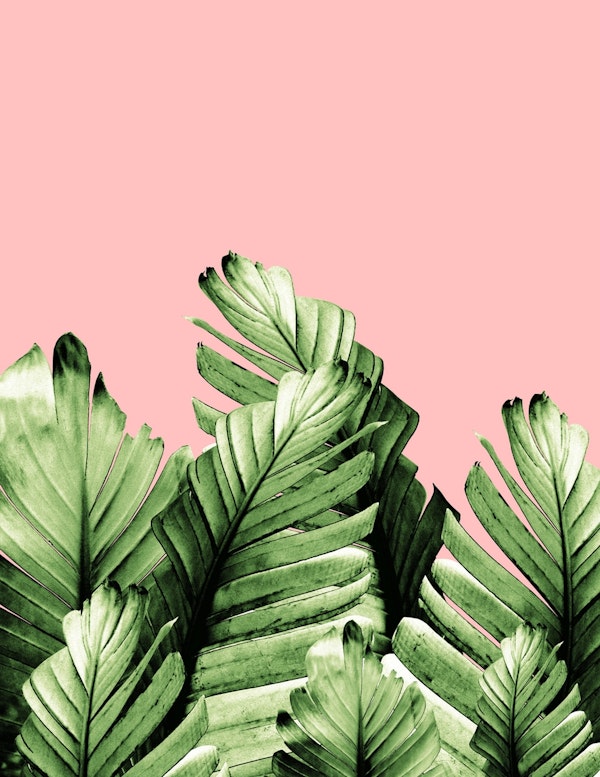 Blush Banana Leaves Dream 10