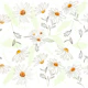 Spring time daisies