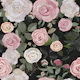 Peony and roses black