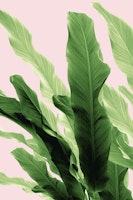 Banana Leaves Jungle 4 ταπετσαρία