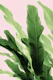 Banana Leaves Jungle 4