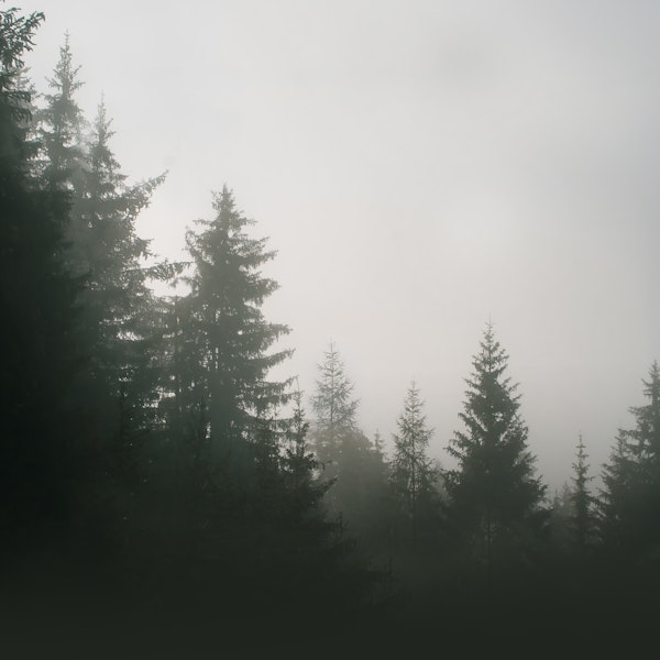 Dark Foggy Forest
