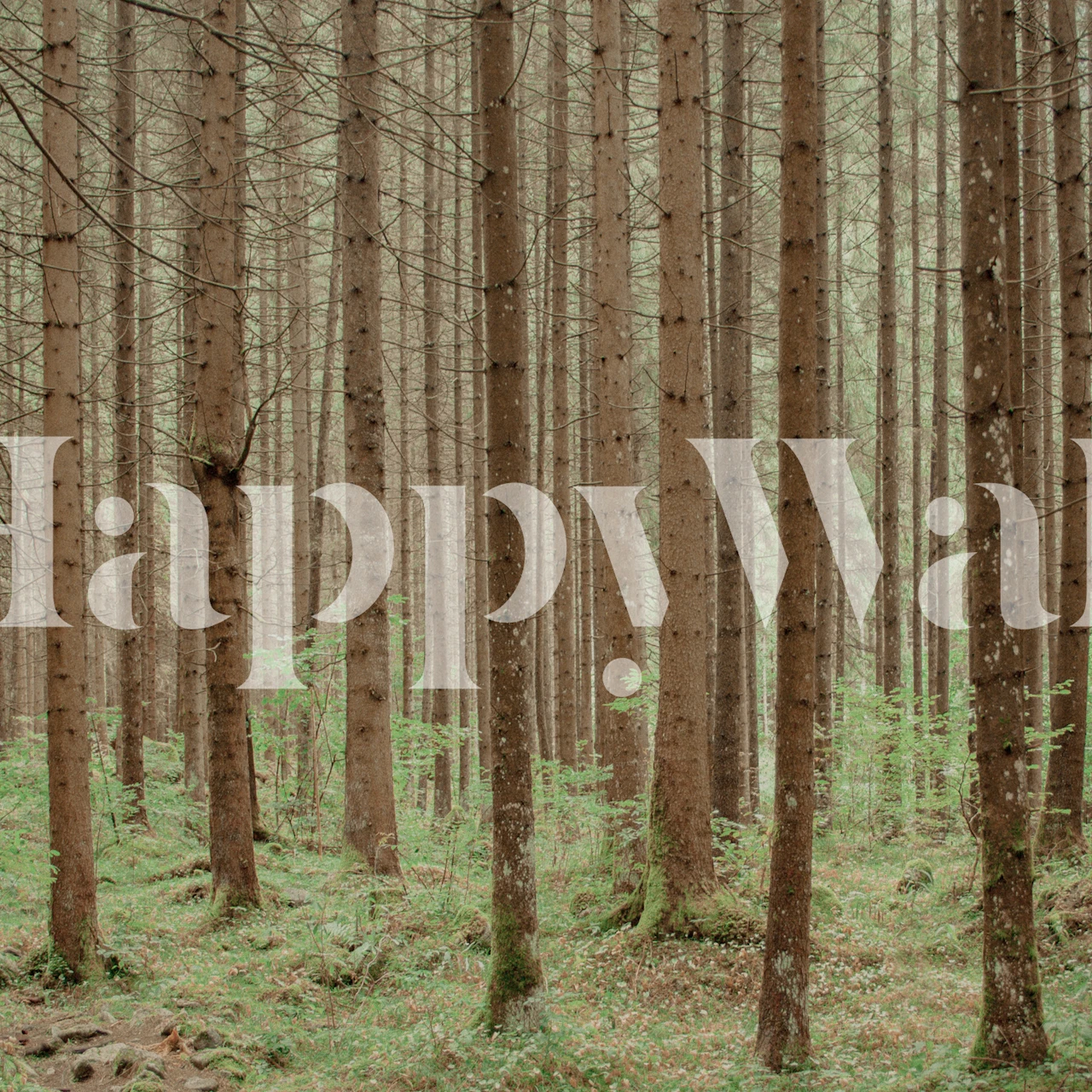 Into the Forest 1 tapeta v místnosti