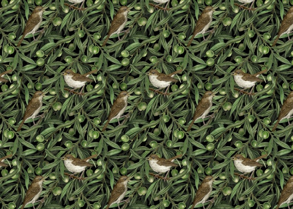 Nightingales in the olive tree