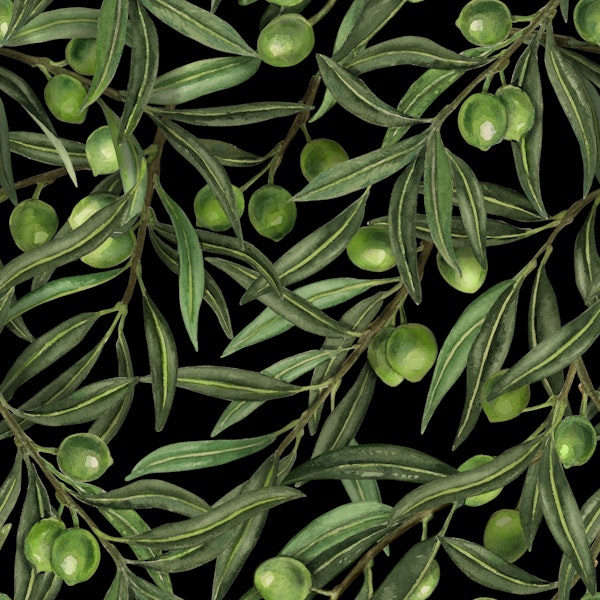 Olive branches with olives on black
