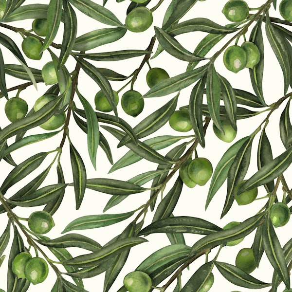 Olive branches on white