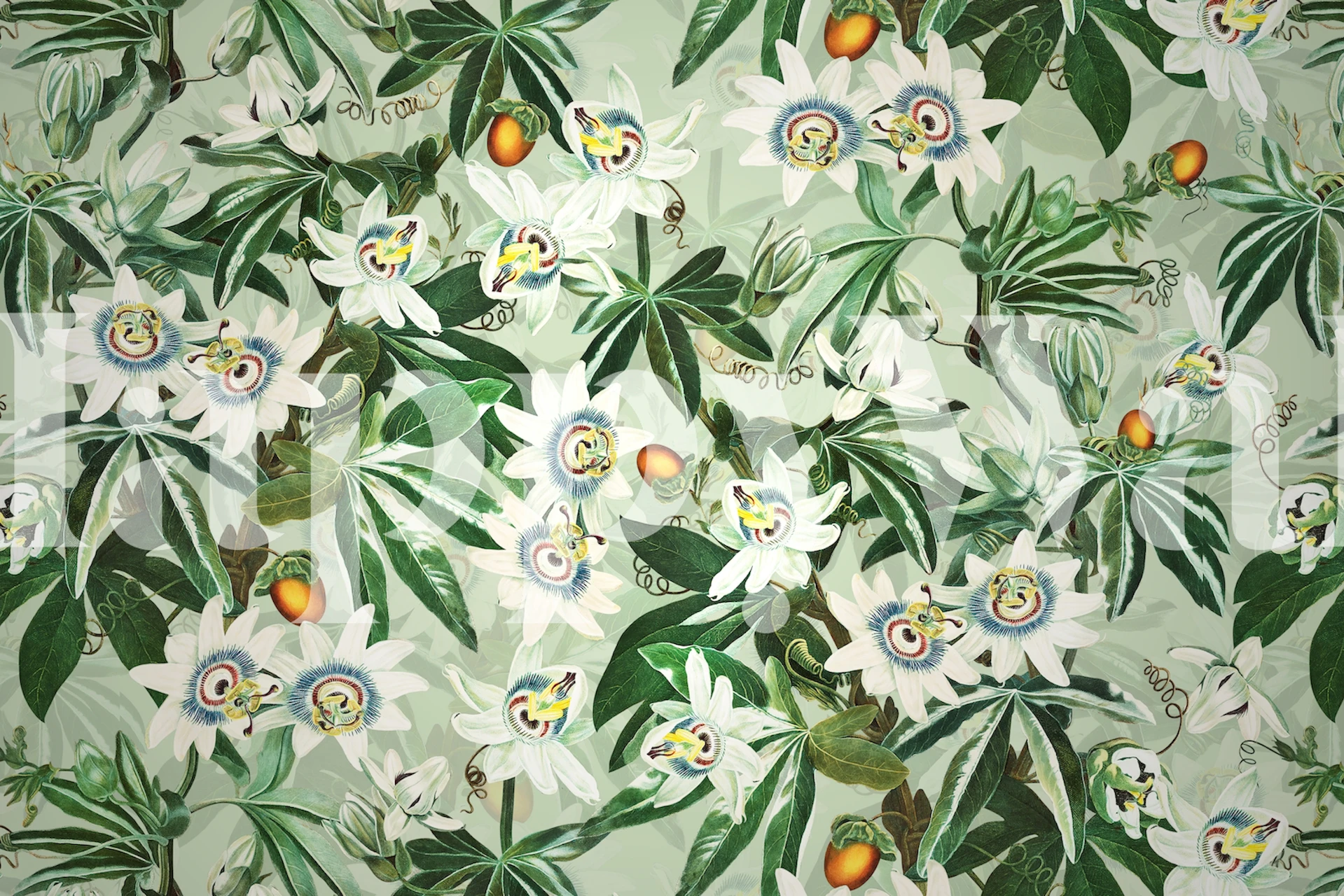White passionflowers with green leaves and orange fruits wallpaper