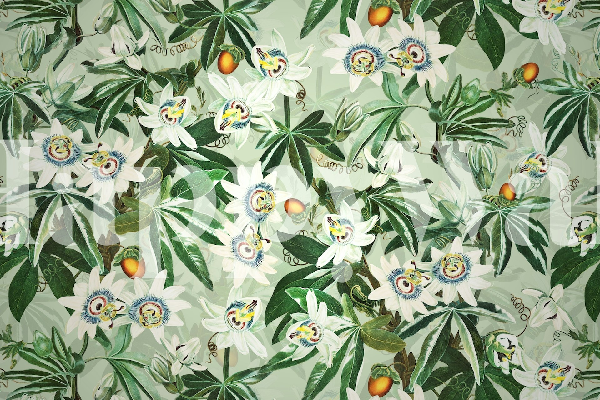 White passionflowers with green leaves and orange fruits wallpaper