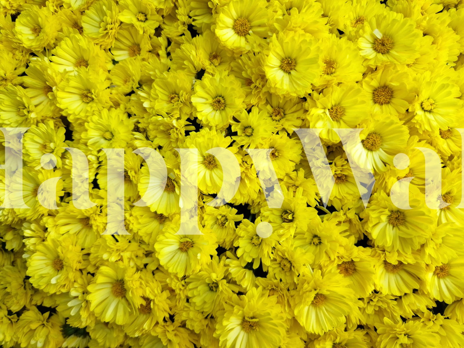 Yellow Flowers Photo Wallpaper Buy Online at Happywall