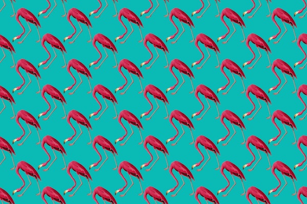 Pink Flamingo on Turquoise