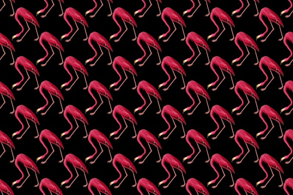 Pink Flamingos on Black