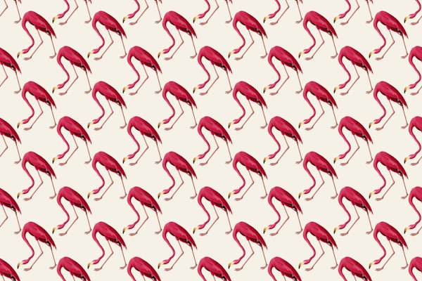 Pink Flamingos on White