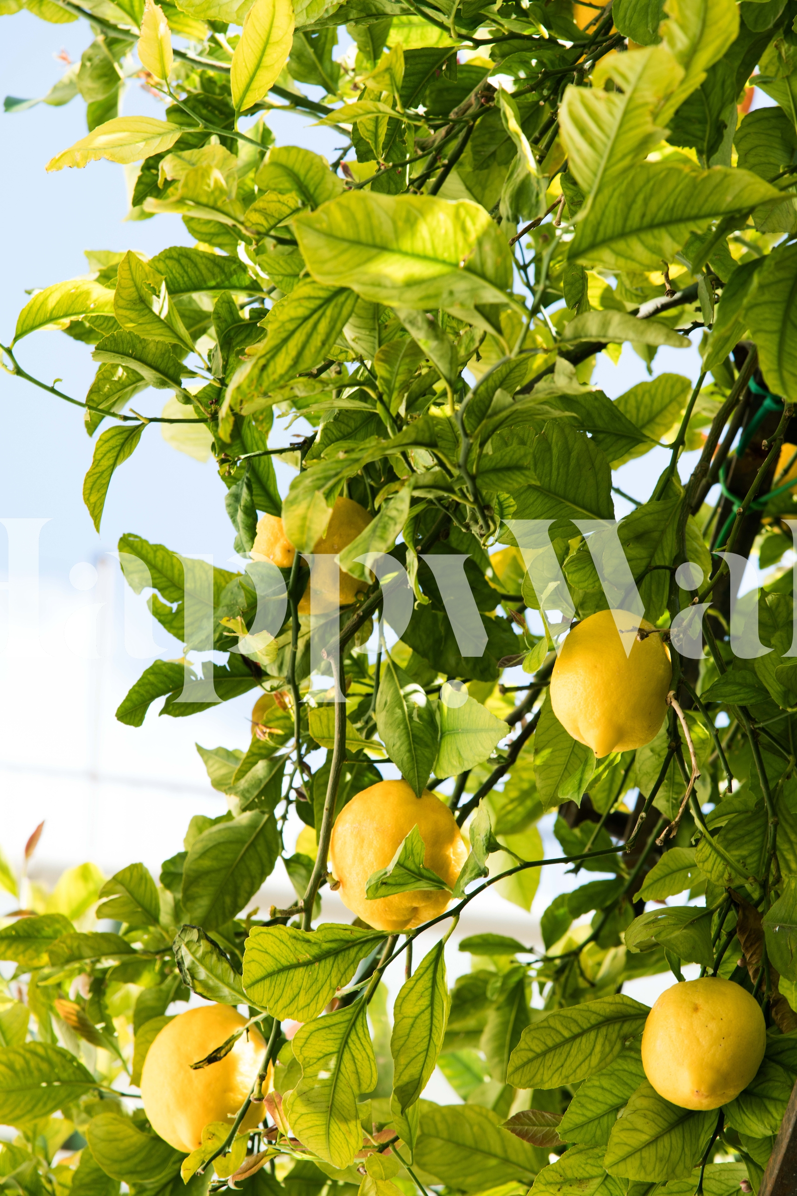 Amalfi Lemon Dream 2 Wallpaper - Buy Online at Happywall