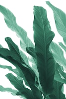 Banana Leaves Jungle 5 ταπετσαρία