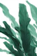 Banana Leaves Jungle 5