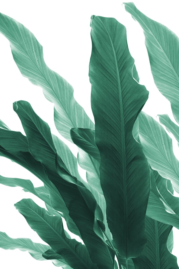 Banana Leaves Jungle 5
