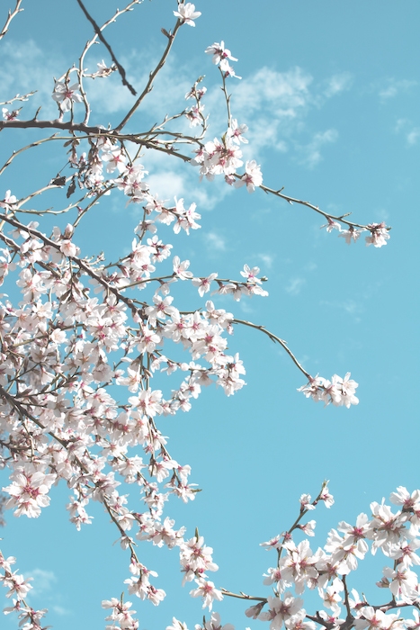 Flowering Almond Tree Wallpaper - Beautiful Nature Design | Happywall