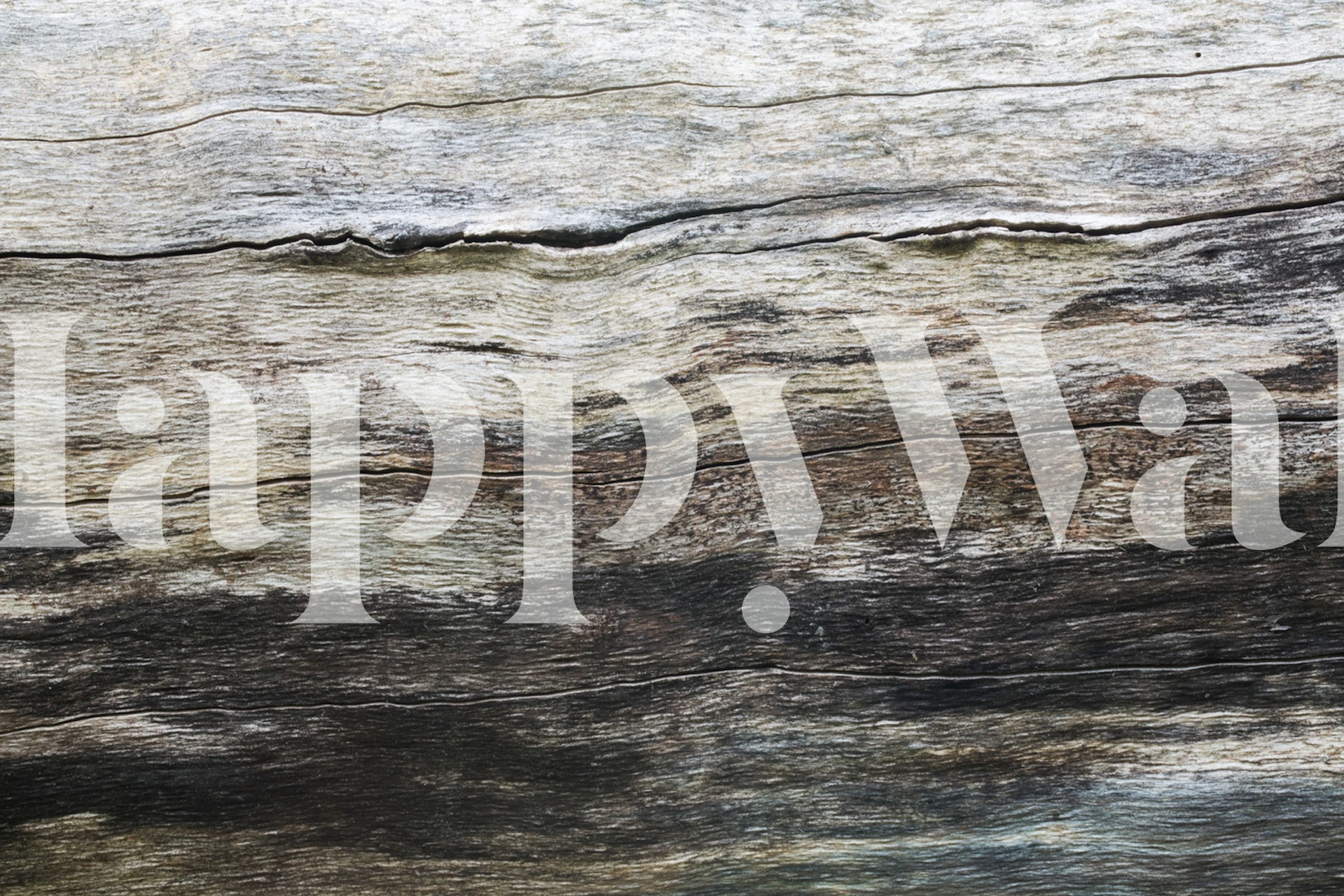 Papel de parede Dry wood exibido em um quarto