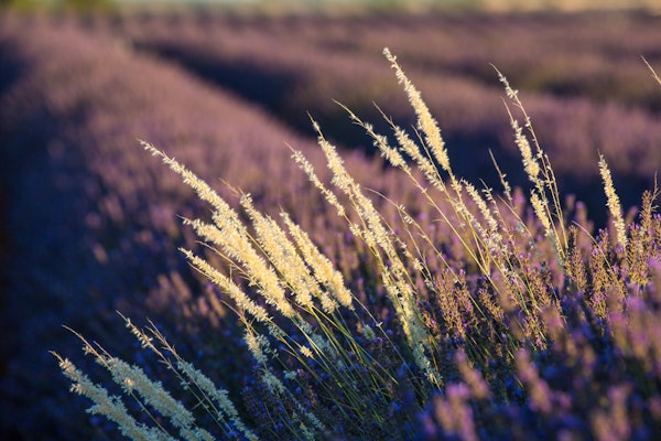 Lavenderfield