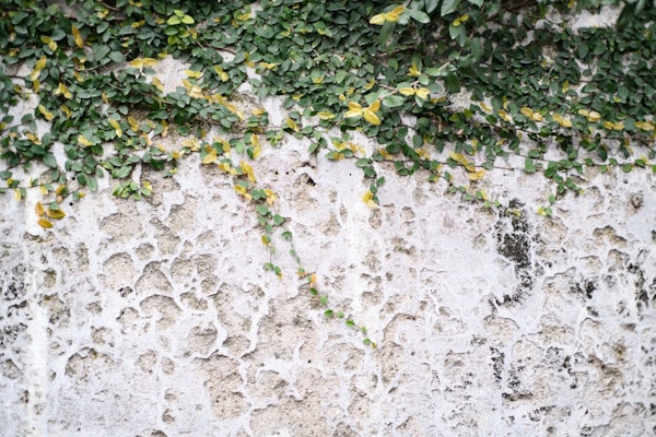 Rustic Leafy Positano Wall 1