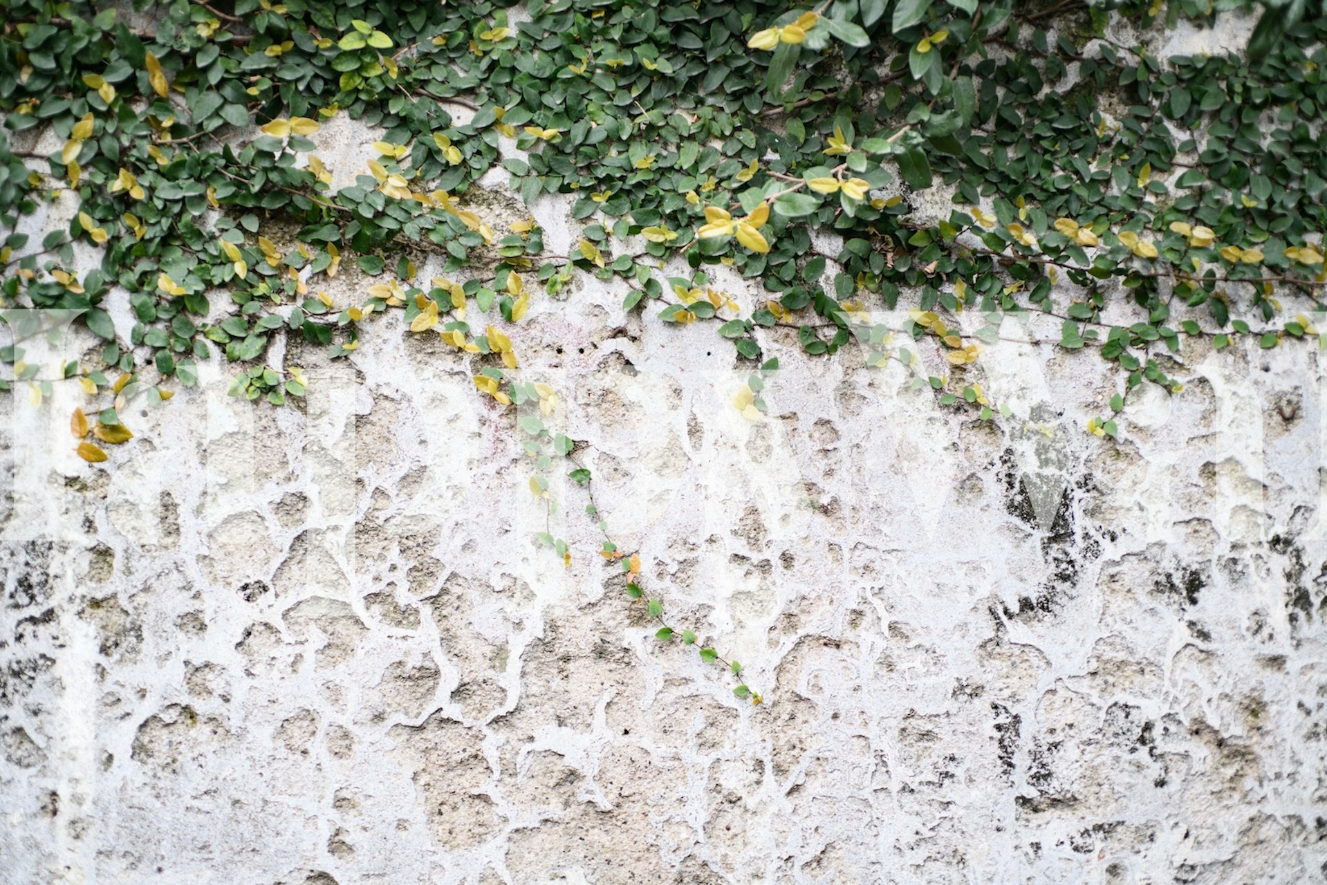 Rustic Leafy Positano Wall mural with ivy and weathered texture