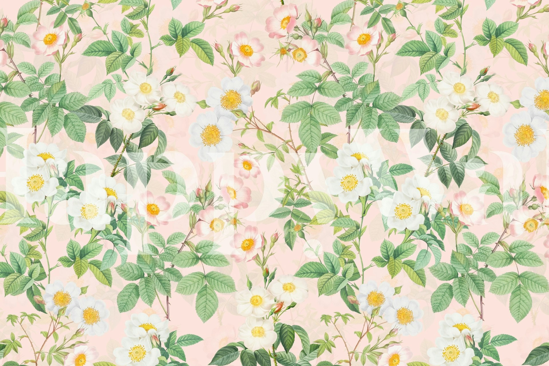 Pink floral wallpaper with white and green roses, botanical design