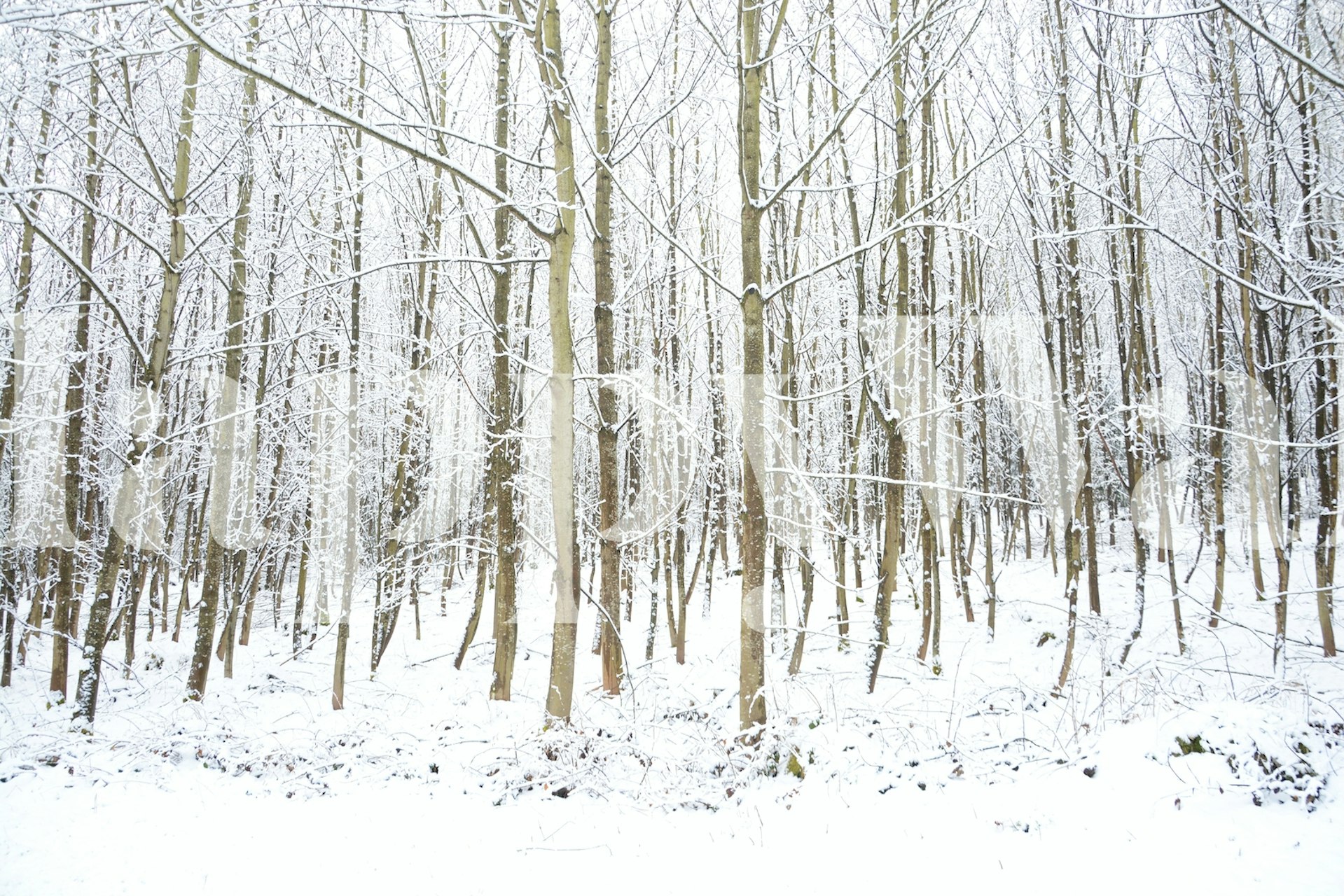 Papier peint Winterly Forest avec des arbres enneigés