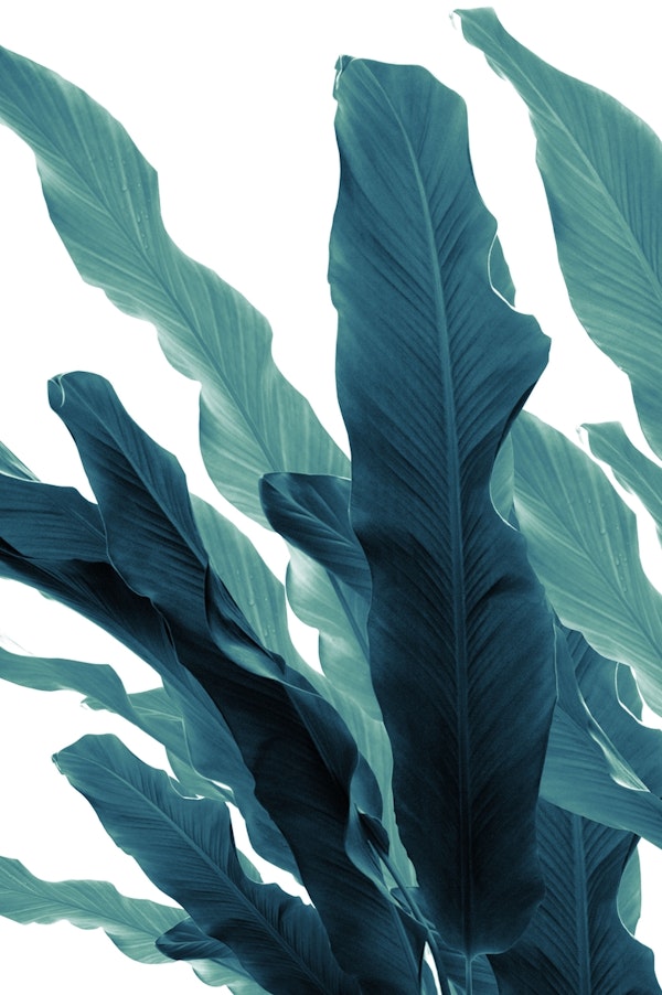 Banana Leaves Jungle 6