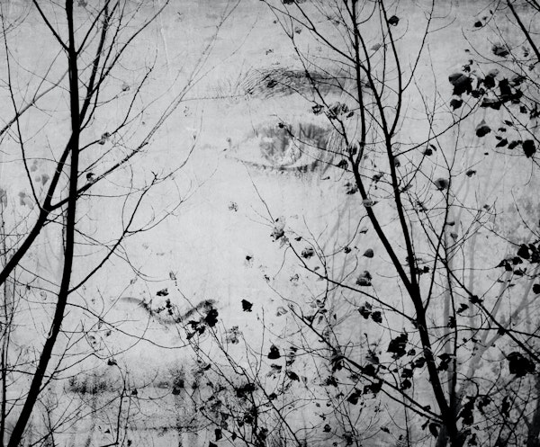 Trees with a Girl in the mist