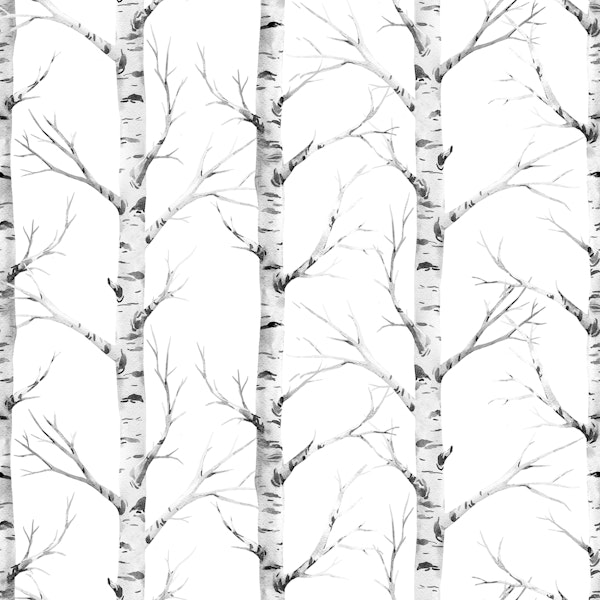 Birch trees forest