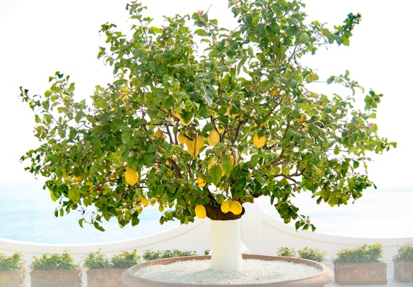 Lemon Tree in Positano 1