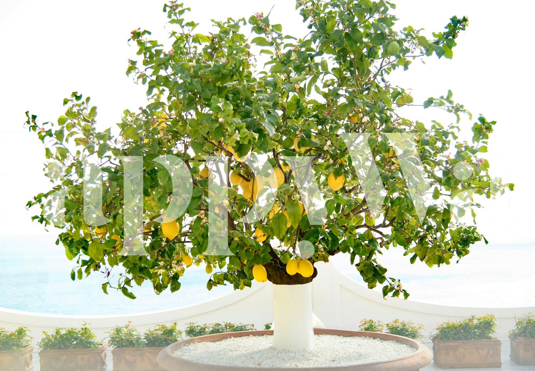 Lemon tree with yellow lemons and green leaves wallpaper