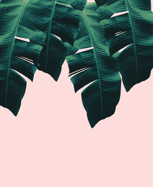 Tropical Blush Banana 1