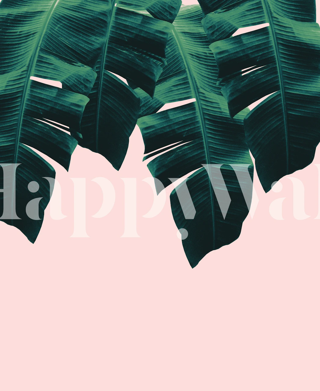 Tropical green banana leaves on a pink background wallpaper