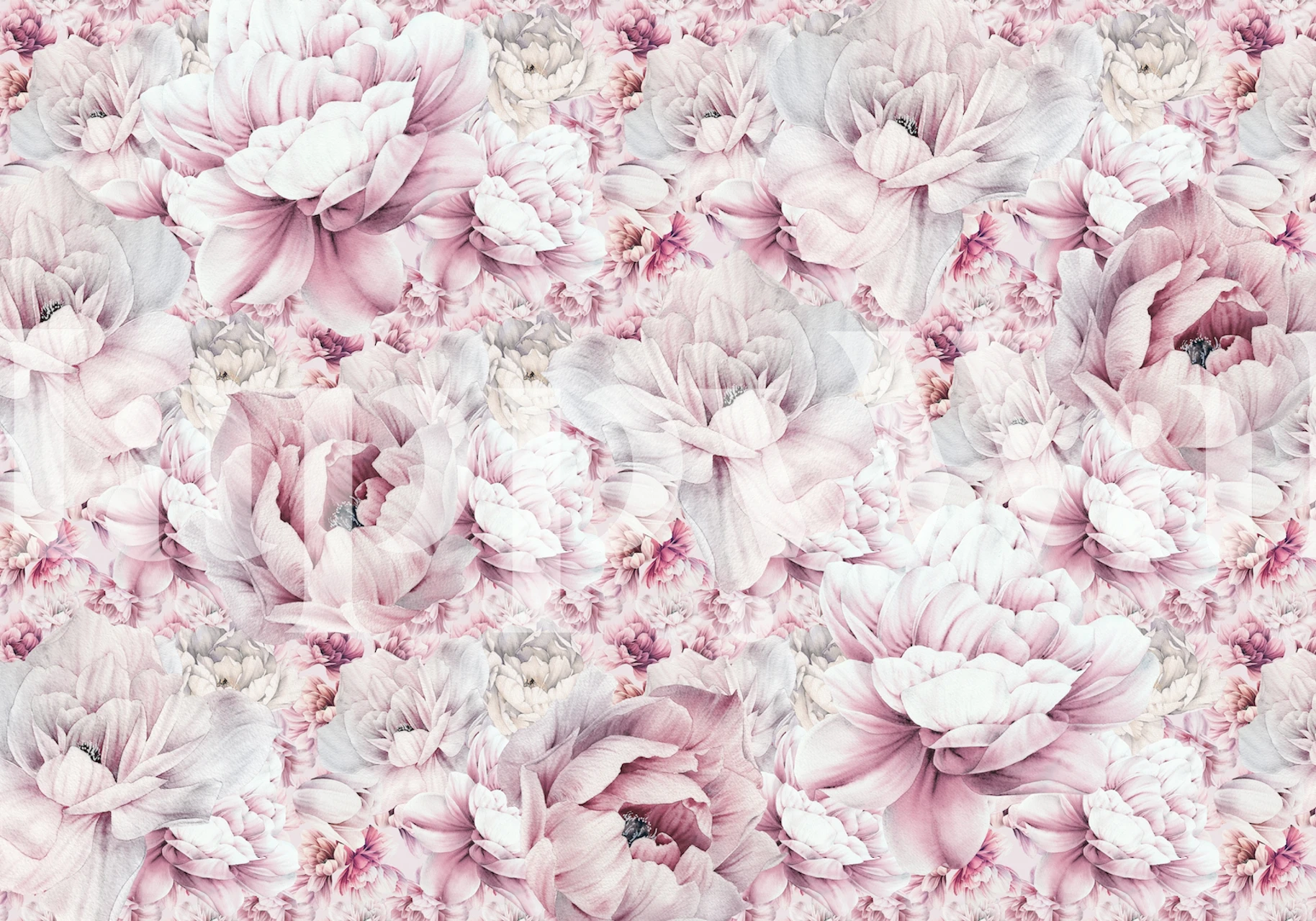 Peony flowers in soft pink and white colors floral wallpaper