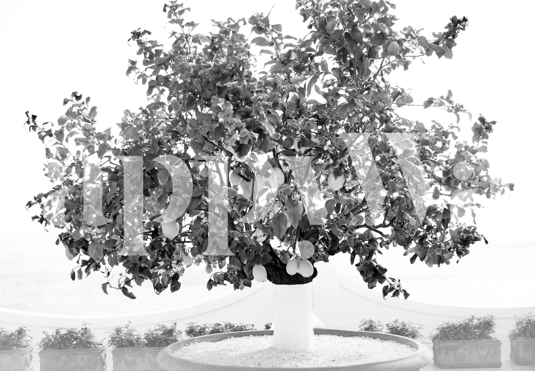 Lemon Tree in Positano 2 design de papel de parede em um quarto