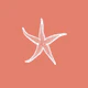 Rust Orange White Sea Star