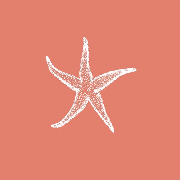Rust Orange White Sea Star