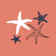 Sienna Orange Sea Stars
