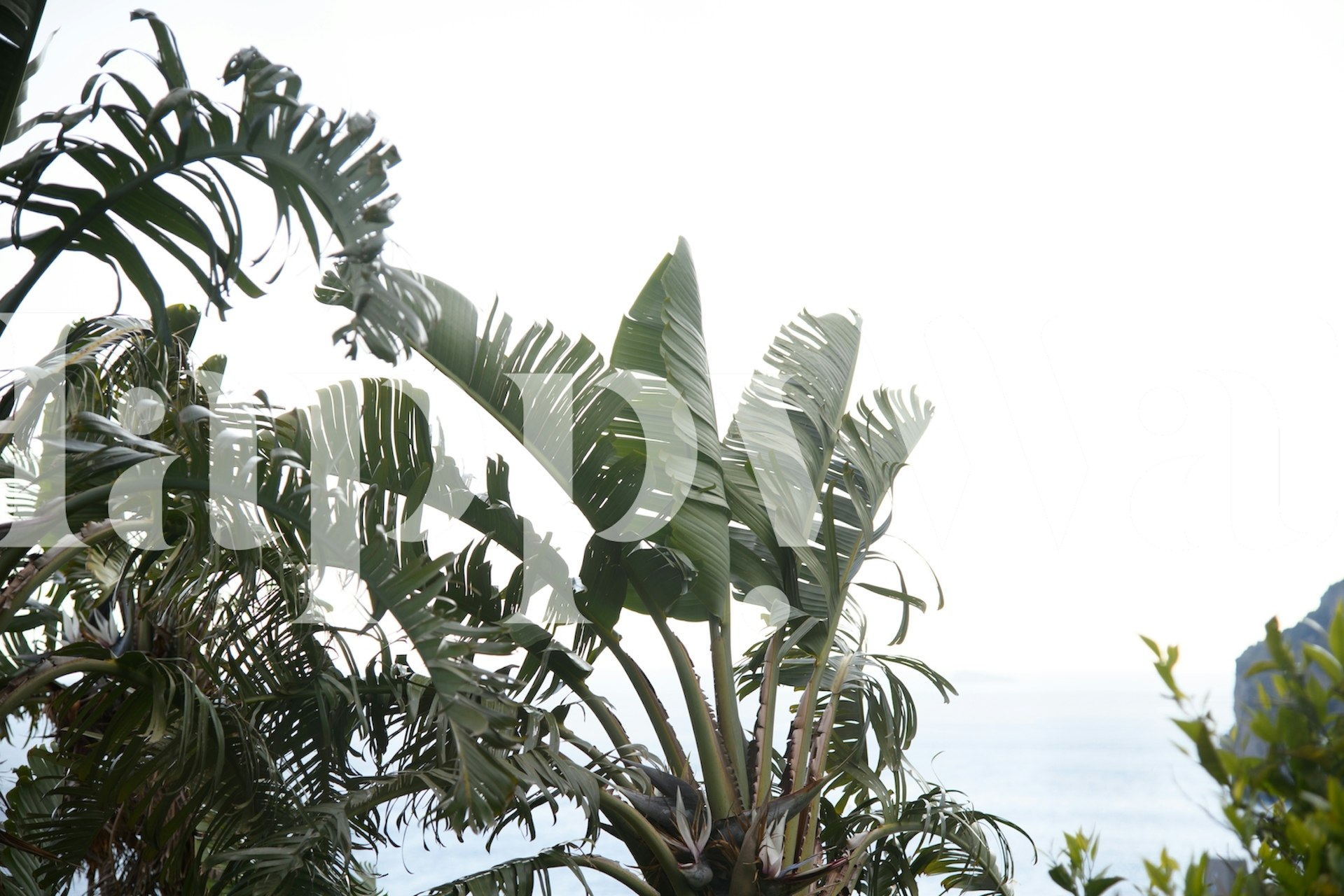 Cestovatelská silueta palmy proti měkké obloze v nástěnné malbě Positano