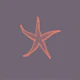 Dark Grey Orange Sea Star