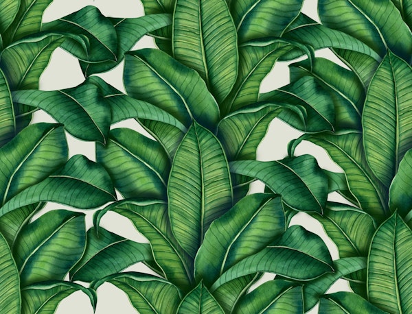 Banana leaves II