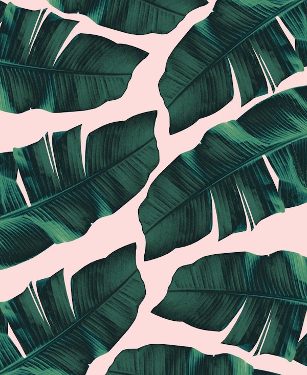 Blush Banana Leaves 2