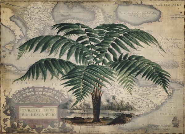 Dicksonia Chrysotricha Collage