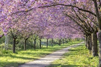 Idyllic cherry blossom alley carta da parati