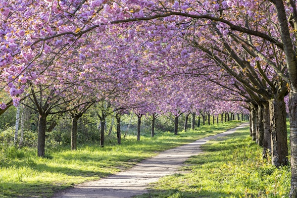 Idyllic cherry blossom alley