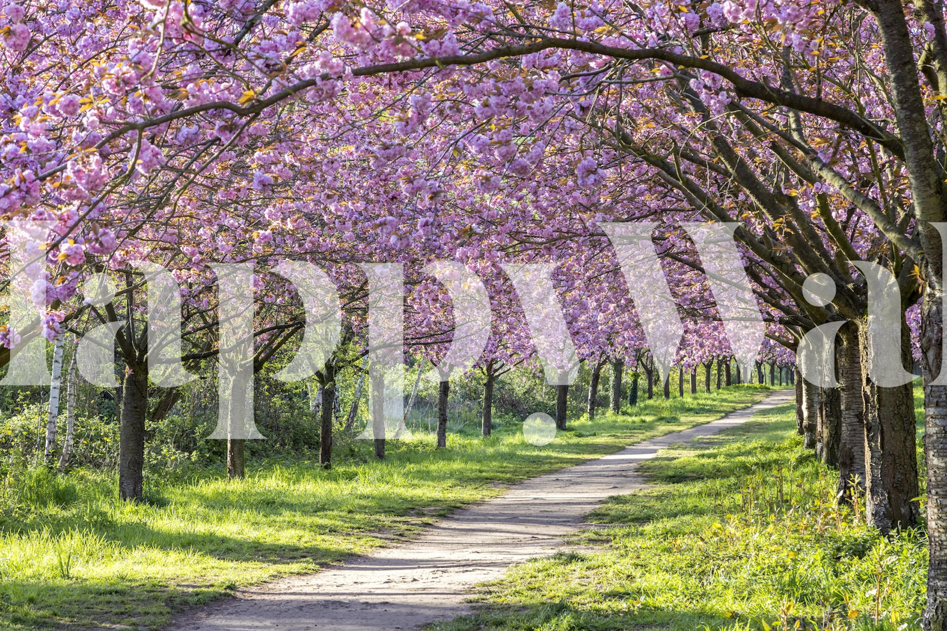 Cherry blossom trees with pink flowers along a green path wallpaper
